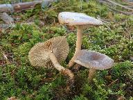 Clitocybe pruinosa