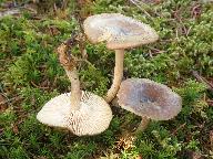 Clitocybe pruinosa