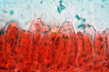 hymenium