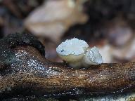Cudoniella tenuispora 