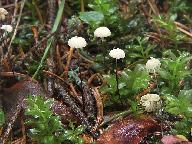Marasmius wettsteinii