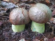 Butyriboletus appendiculatus 