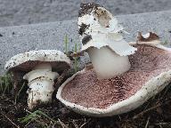 Agaricus bitorquis 