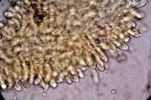 hymenium