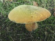 Suillellus luridus 