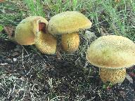 Suillellus luridus 