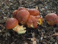 Suillus grevillei 