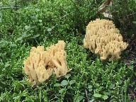 Ramaria longispora 