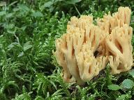 Ramaria longispora 