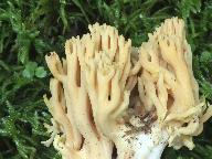 Ramaria longispora 