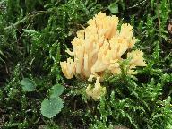 Ramaria longispora 