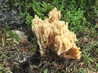 Ramaria longispora 