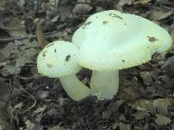 Hygrophorus chrysodon