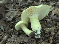 Hygrophorus chrysodon