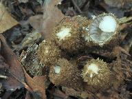 Cyathus striatus 