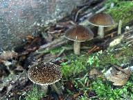 Pluteus umbrosus