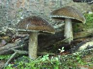 Pluteus umbrosus