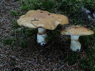 Cortinarius varius