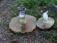 Cortinarius varius