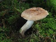 Tricholoma stans