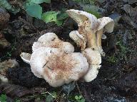 Lactarius lilacinus