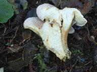 Lactarius lilacinus