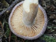Lactarius lilacinus