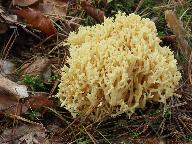 Ramaria pallidosaponaria 