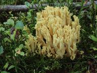 Ramaria pallidosaponaria 