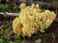 Ramaria pallidosaponaria