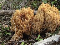 Ramaria pallidosaponaria