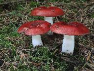 Russula paludosa 
