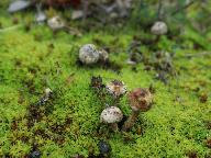 Tulostoma brumale 