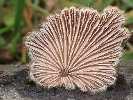 Schizophyllum commune