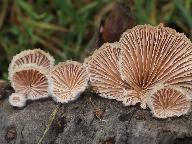 Schizophyllum commune 