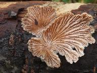 Schizophyllum commune 