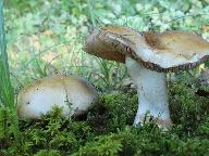 Cortinarius largus