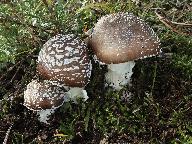 Amanita pantherina