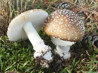 Amanita pantherina