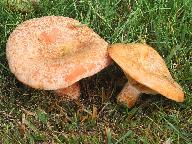 Lactarius deliciosus 