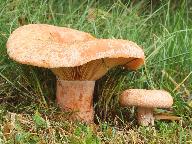 Lactarius deliciosus 