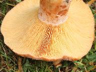 Lactarius deliciosus