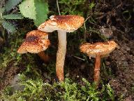 Lepiota castanea