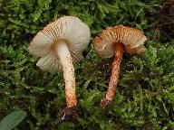 Lepiota castanea