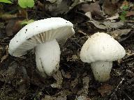 Hygrophorus penarioides 