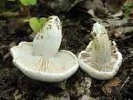 Hygrophorus penarioides 