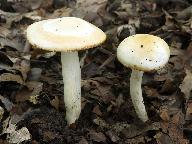 Hygrophorus discoxanthus