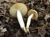 Hygrophorus discoxanthus 