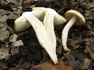 Hygrophorus discoxanthus 