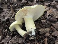 Hygrophorus chrysodon